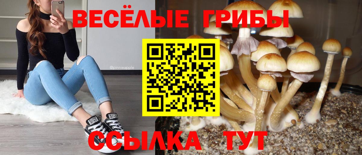 Галлюциногенные грибы прущие грибы  Вход с VPN  Галлюциногенные грибы прущие грибы  Сунжа 